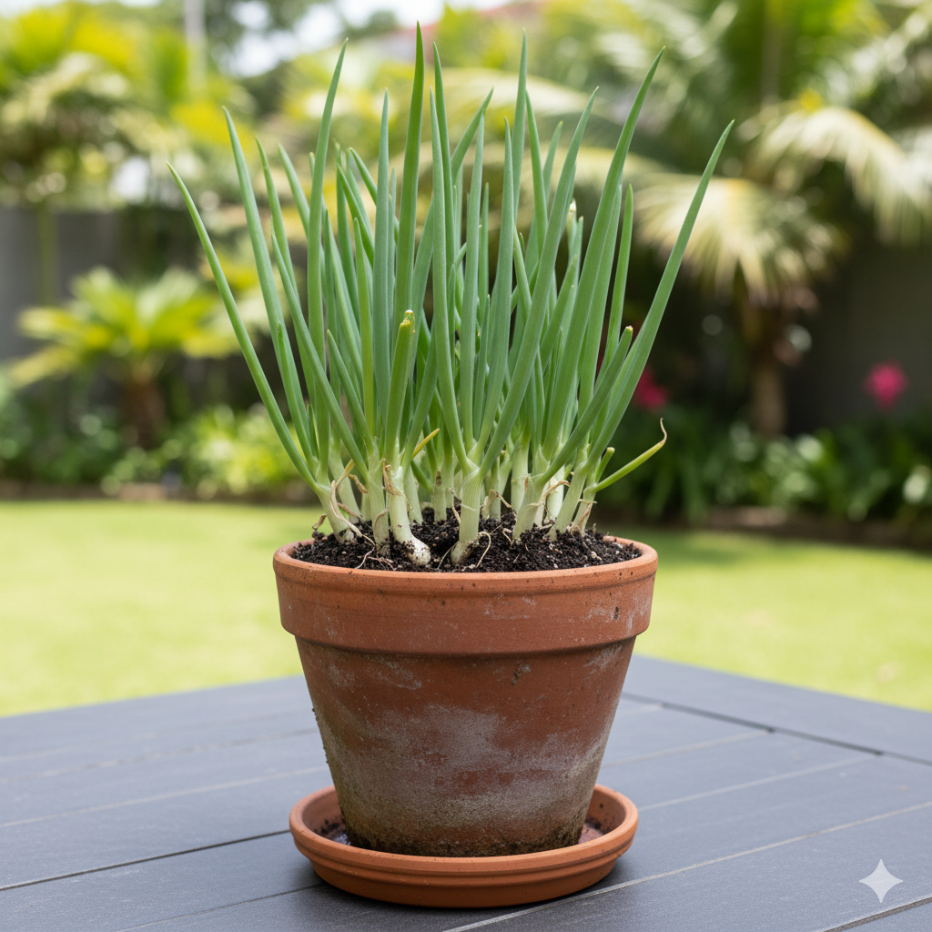 Spring Onions - Vegetable